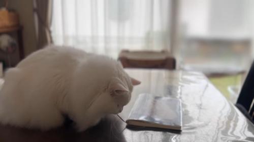 テーブルに乗った白猫さん