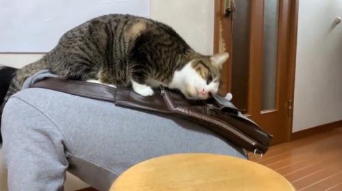 お父さんの背中の上に乗る猫