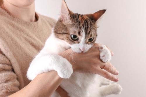 噛みつく猫