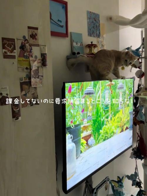 テレビの上に乗る猫