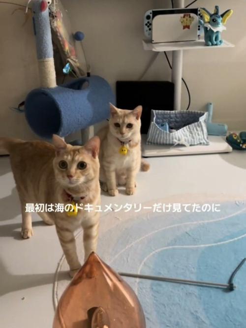 カメラの方を見る2匹の猫