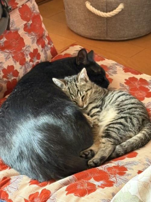 くっついて寝る2匹の猫
