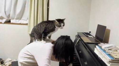 ピアノを弾く女の子の背中の上に乗る猫