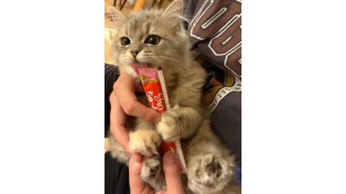 室内にいる猫