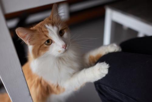 座っている人の膝に手をかける猫