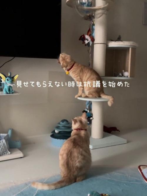 テレビの端をかじる猫
