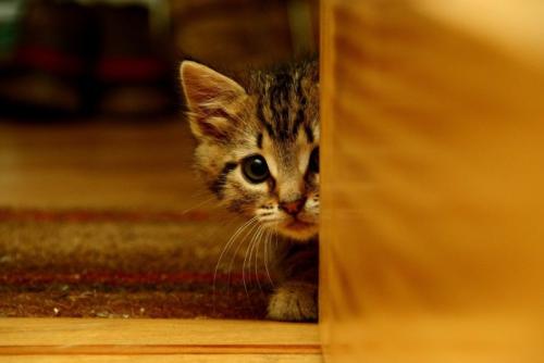 怖がる子猫