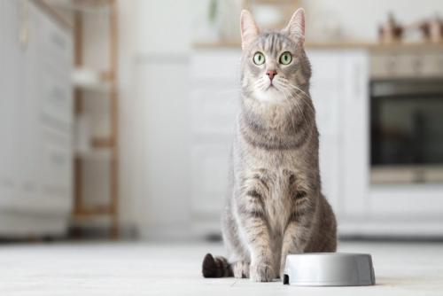 食器の前で待っている猫