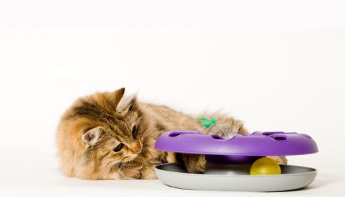 おもちゃで遊ぶ猫