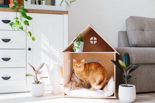 ハウスに入る猫