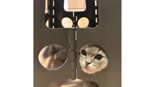 ステップ台と猫