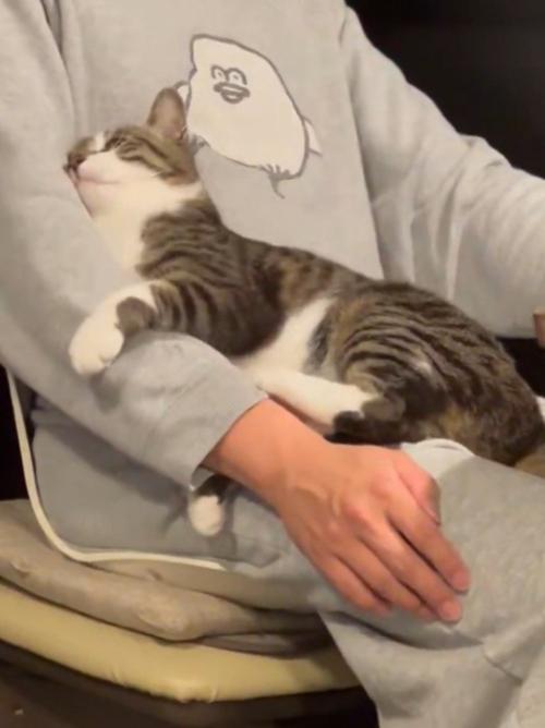 飼い主の腕を前足で挟む猫