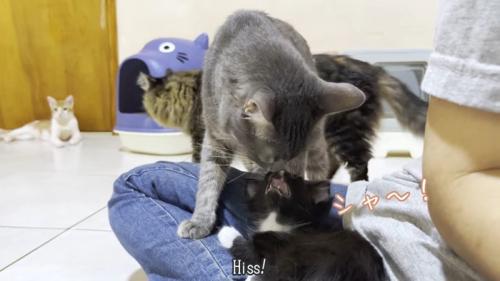 シャ〜！