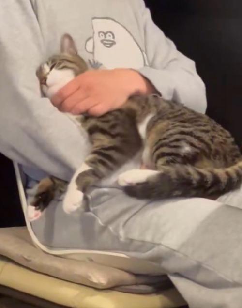 猫を抱っこし直す飼い主