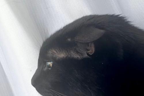 窓辺でくつろぐ黒猫のアップ