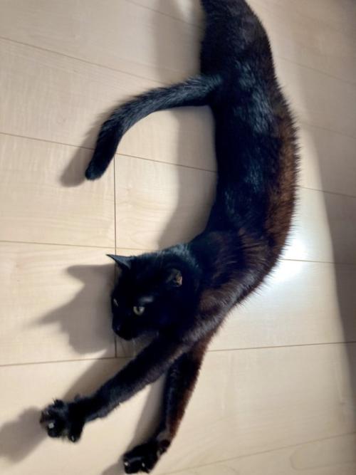 日向ぼっこ中にのびる黒猫