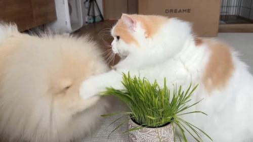 顔にパンチ
