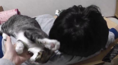 男の子の背中から落ちそうになる子猫