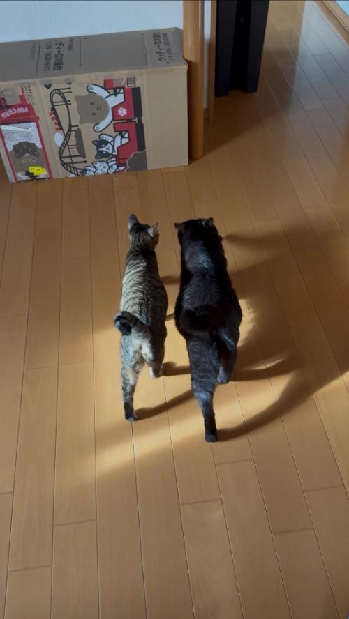 並んで歩く2匹の猫