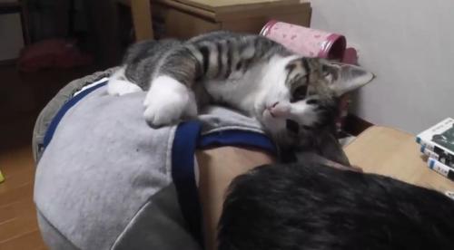 男の子の背中に乗っている子猫