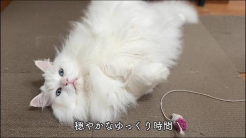 テロップ「穏やかな～」