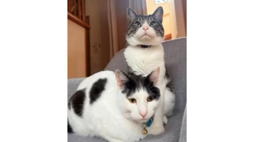 室内にいる猫