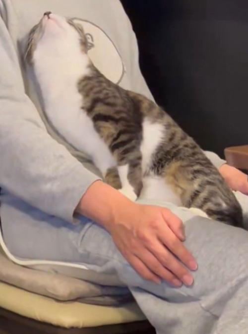 飼い主の膝の上で飼い主の顔を見上げる猫