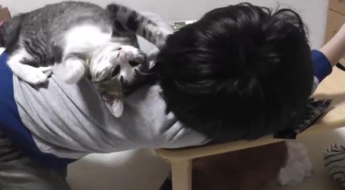 男の子の背中に乗っている子猫