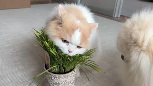 かぶりつく姿