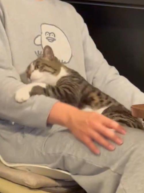 体勢が崩れて、飼い主の膝から落ちそうになる猫