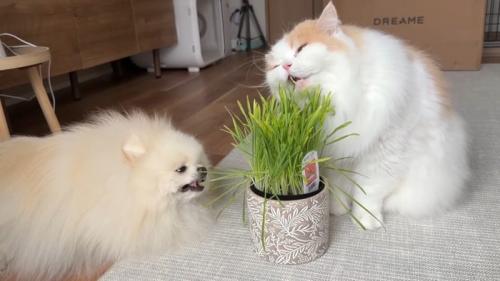 ふたりが食べる姿