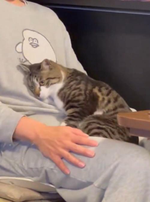 飼い主の膝でくつろぐ猫