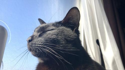 日向ぼっこでうっとりする黒猫