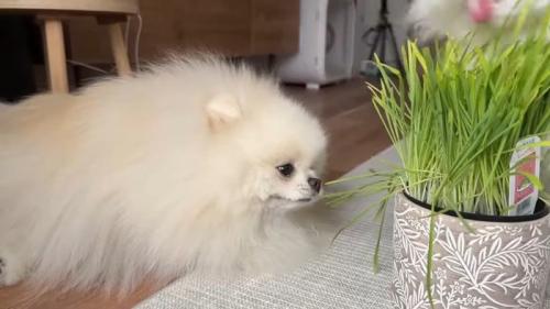 ポテチくんが食べる姿