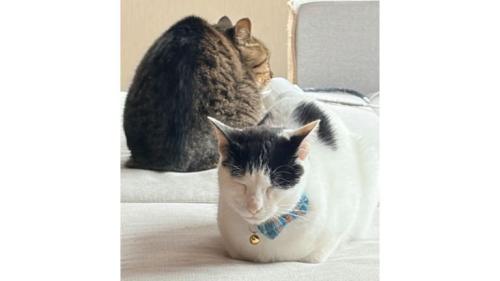 眠っている猫たち