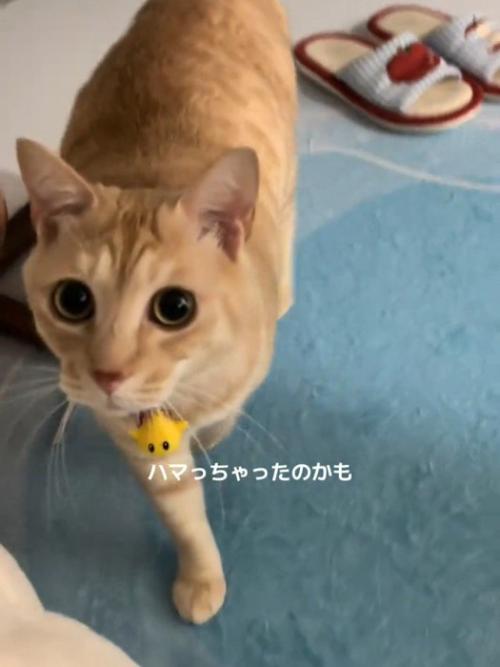 近づく猫