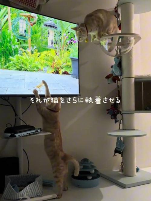 テレビに触る猫と上から見る猫