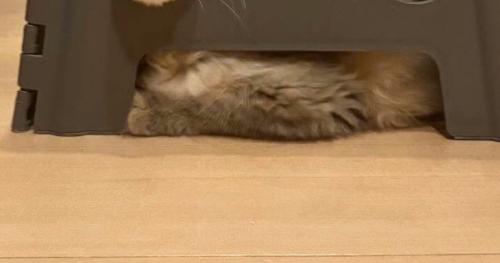 ステップ台と猫