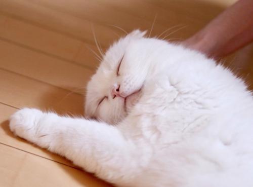 満足そうな猫