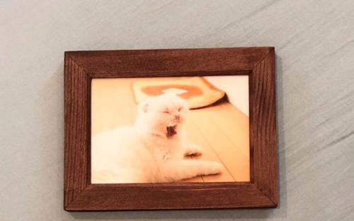 猫の写真を額縁に