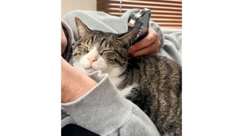 眠っている猫と男性