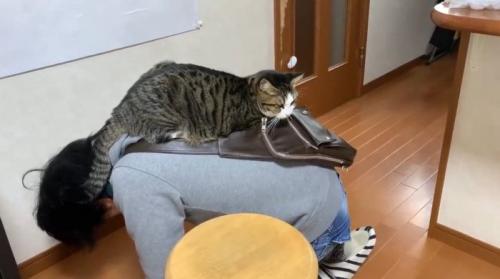 お父さんの背中の上に乗る猫