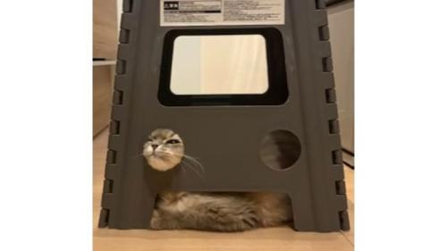 ステップ台と猫