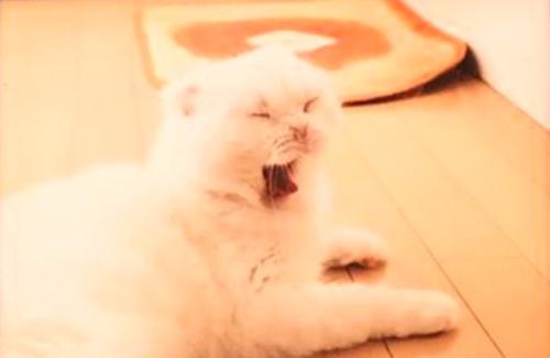 印刷された猫のあくび顔