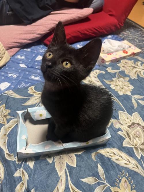 箱の中にお座りする子猫