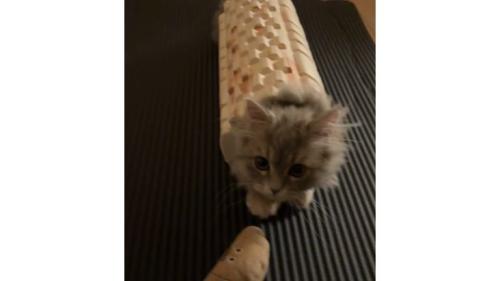室内にいる猫
