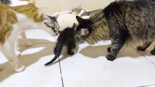 歩くネネちゃんに集合