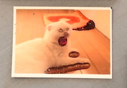間違えた写真