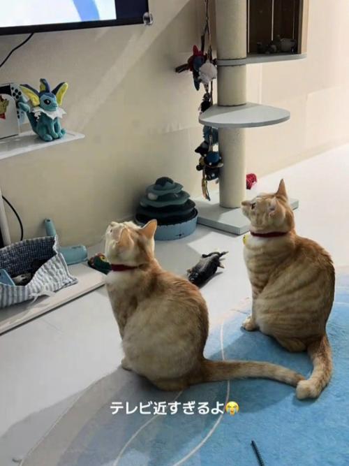 座ってテレビを見る猫