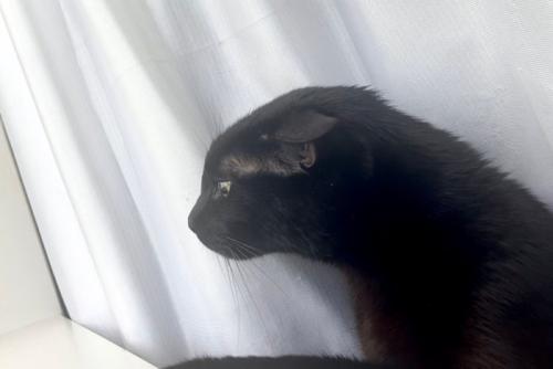 窓辺でくつろぐ黒猫